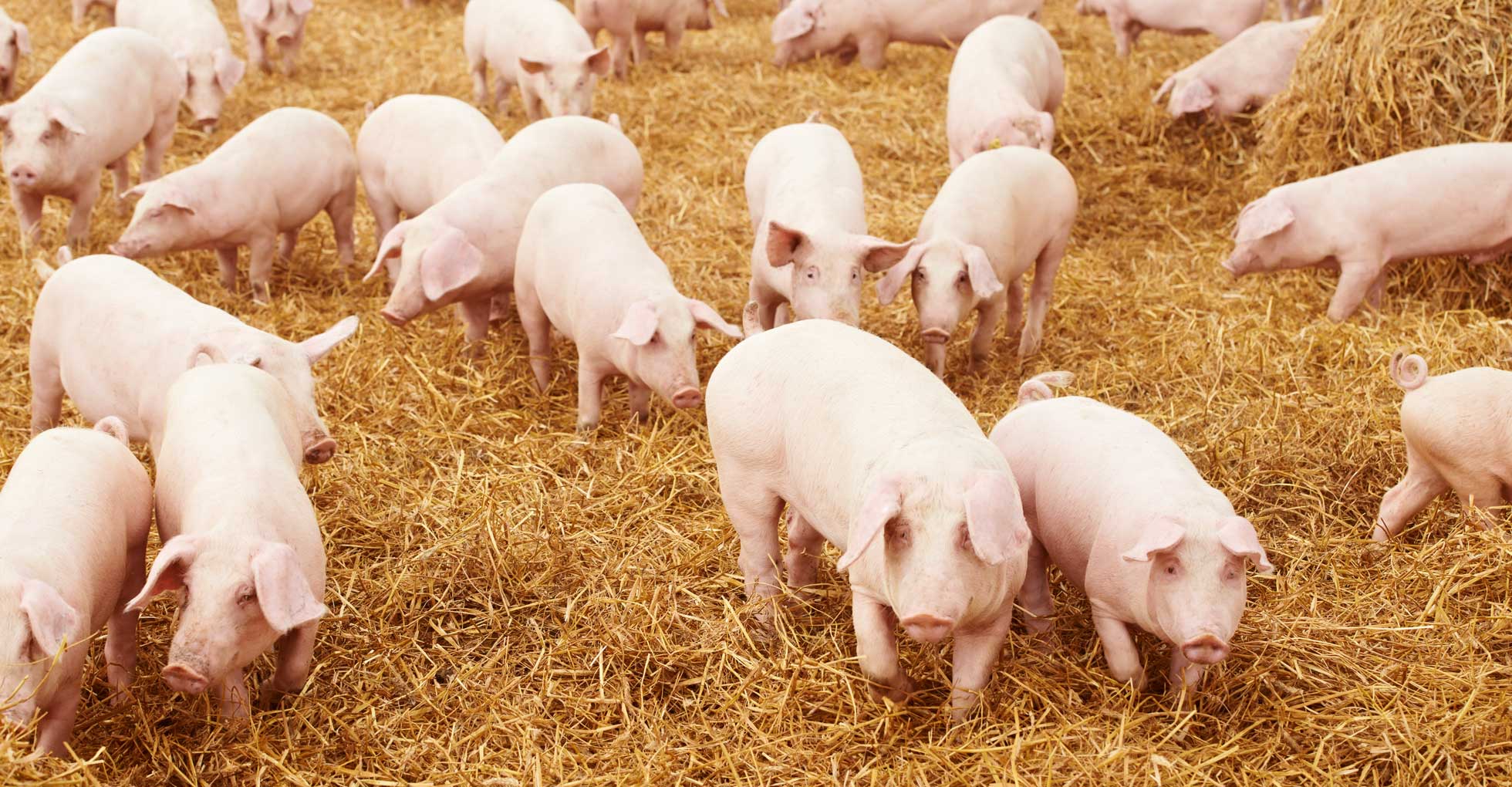 free range pigs on farm